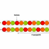 Genetics of CDKL5